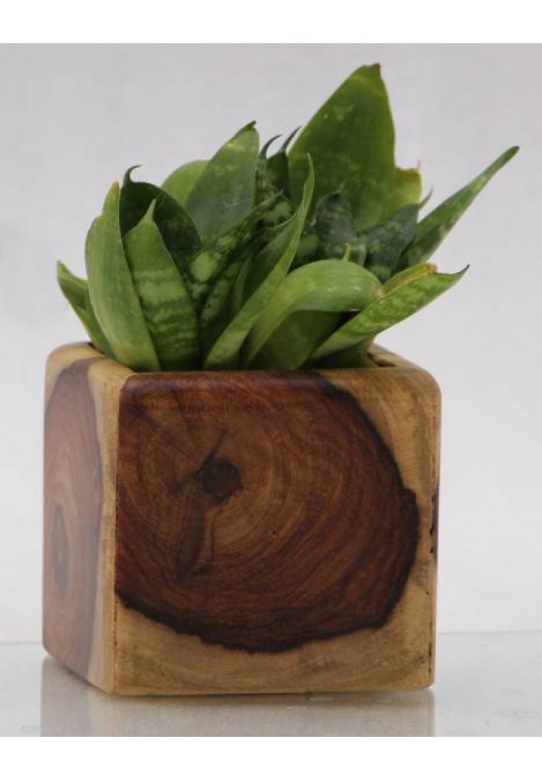 Ice Cube - End grain planter Ice Cube - End grain planter