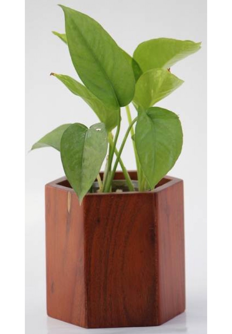 Redex - Hexagonal Planter Redex - Hexagonal Planter